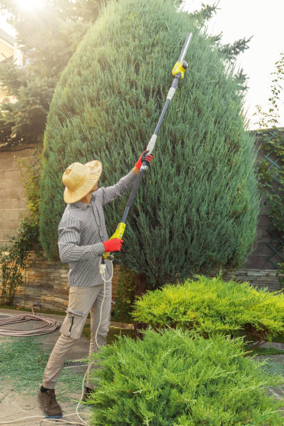 Residential Tree Removal in Covington, KY